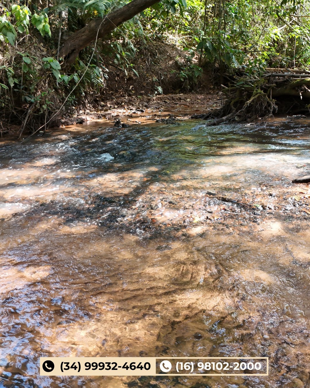 Córrego raso de águas claras correndo por floresta verde com pedras e troncos caídos