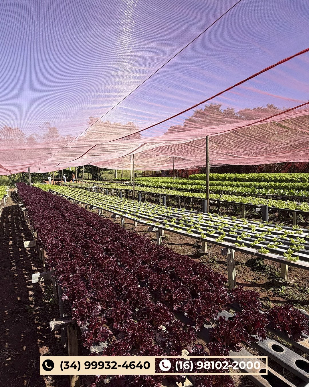 Estufa agrícola com fileiras de hortaliças folhosas vermelhas e verdes sob tela de proteção