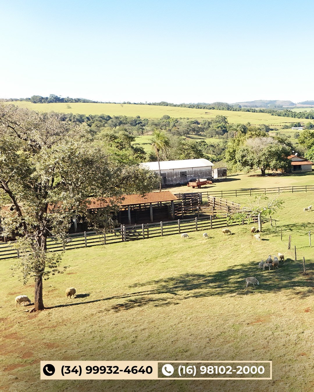 Vista aérea de propriedade rural com piquetes cercados, gado nos pastos, galpões e colinas verdes sob céu azul