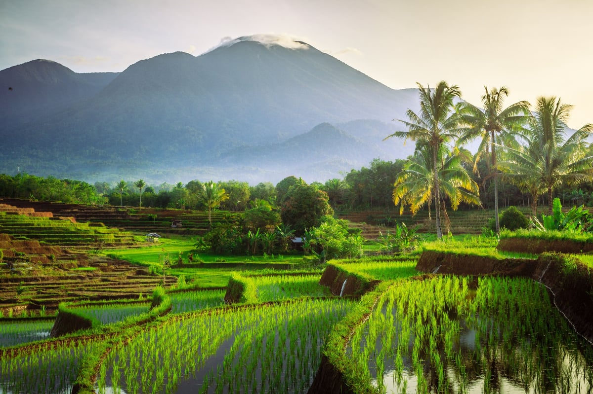 Terraced rice paddies with palm trees and misty mountains in the background at sunrise.