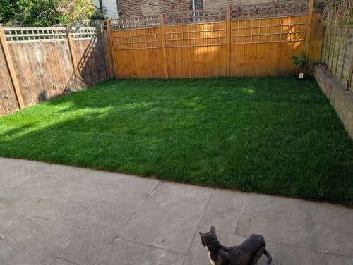 Black dog standing on patio overlooking newly laid artificial grass lawn enclosed by wooden fences