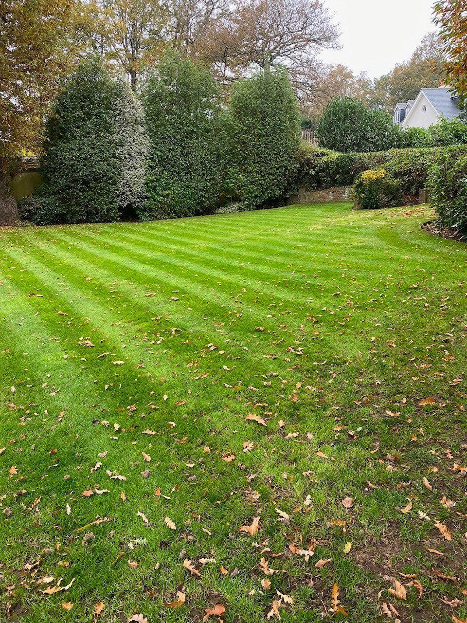 Well-maintained lawn with alternating mowing stripes, bordered by tall hedges and autumn leaves scattered on grass