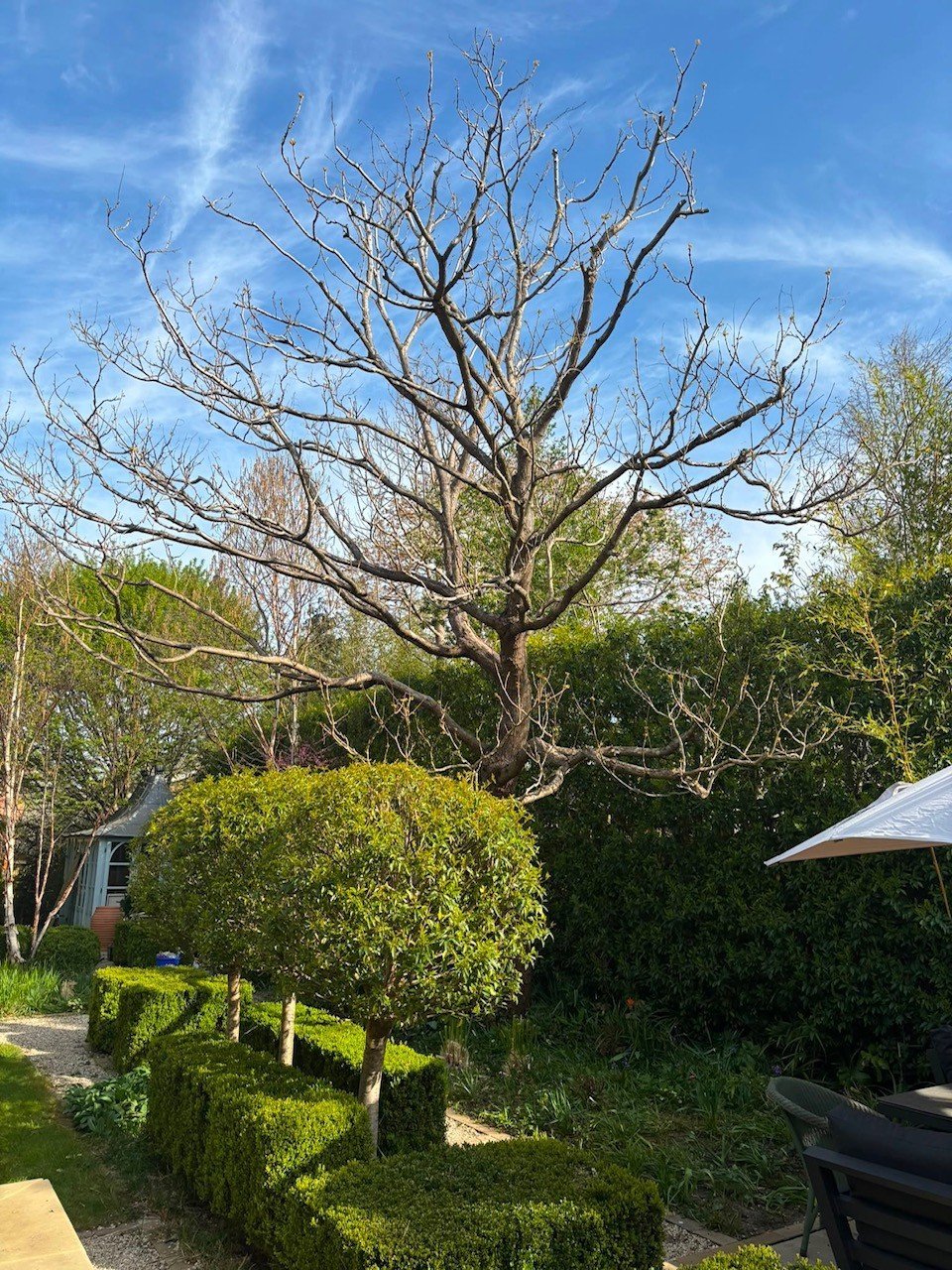 Bare, leafless tree towering over manicured green hedges in a residential garden with blue sky