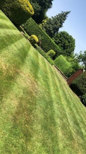 Sloped green lawn with manicured hedges, topiary shrubs, and trees on a sunny day in a formal garden setting