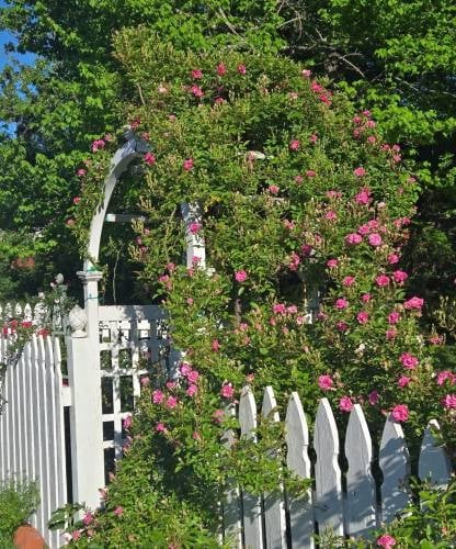 White picket gate with pink climbing roses and green foliage in a sunny garden