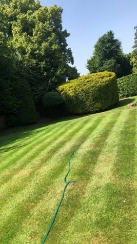 Well-manicured garden lawn with mowed stripes, green hedges, and a garden hose running across the grass
