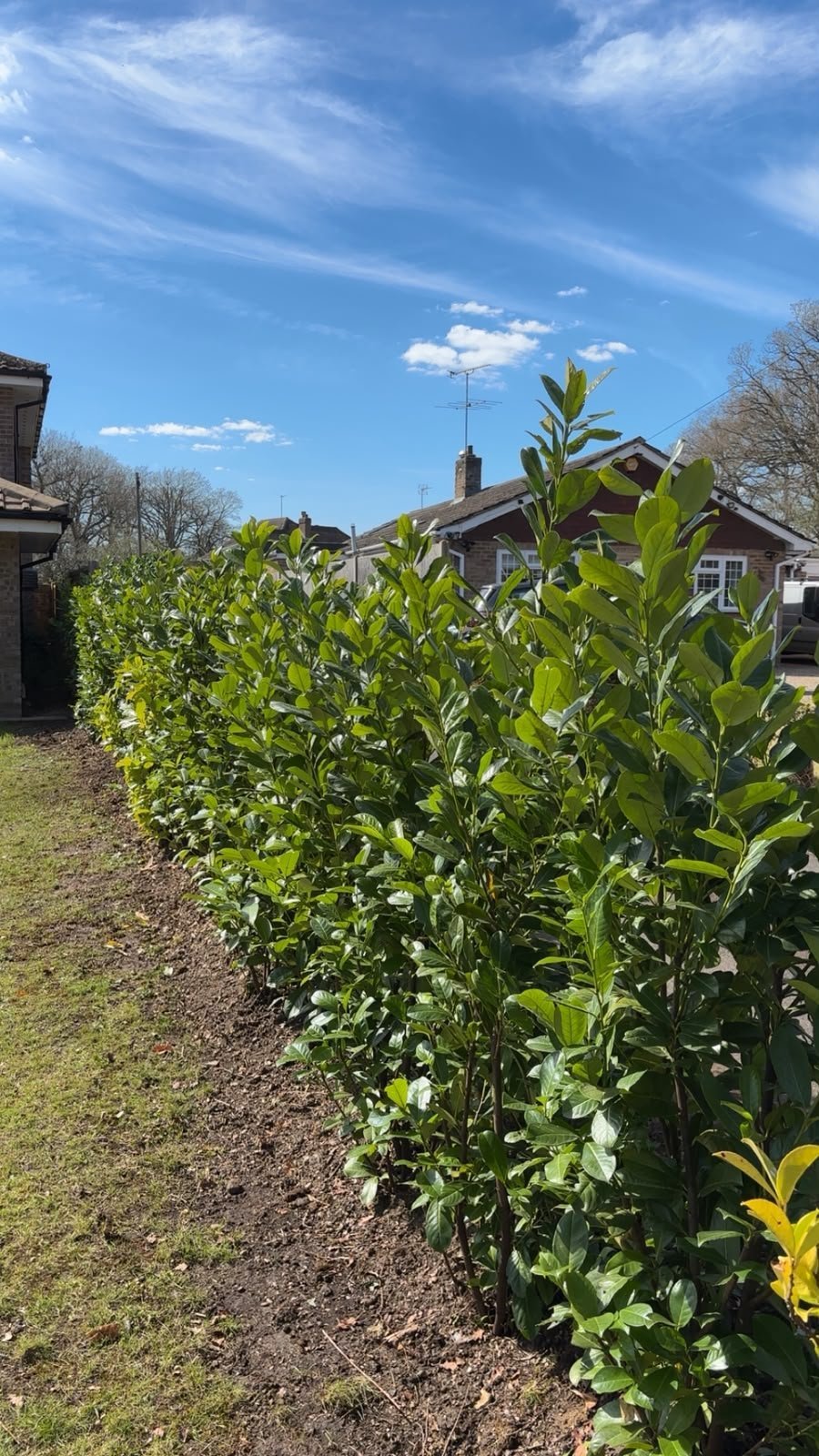 Row of green shrubs lining a backyard with houses and blue sky in the background