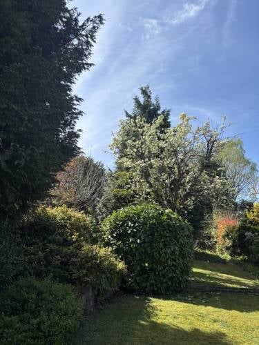 Sunny garden with lush green trees, shrubs, and lawn under a blue sky with wispy clouds