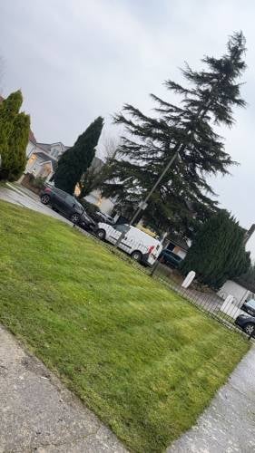 Angled view of a large coniferous tree on a grassy hillside with buildings and parked vehicles visible in the background