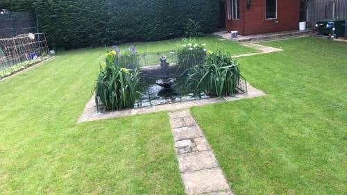 A backyard garden with a small rectangular pond surrounded by green plants and aquatic vegetation, connected to a grassy lawn by a stone pathway