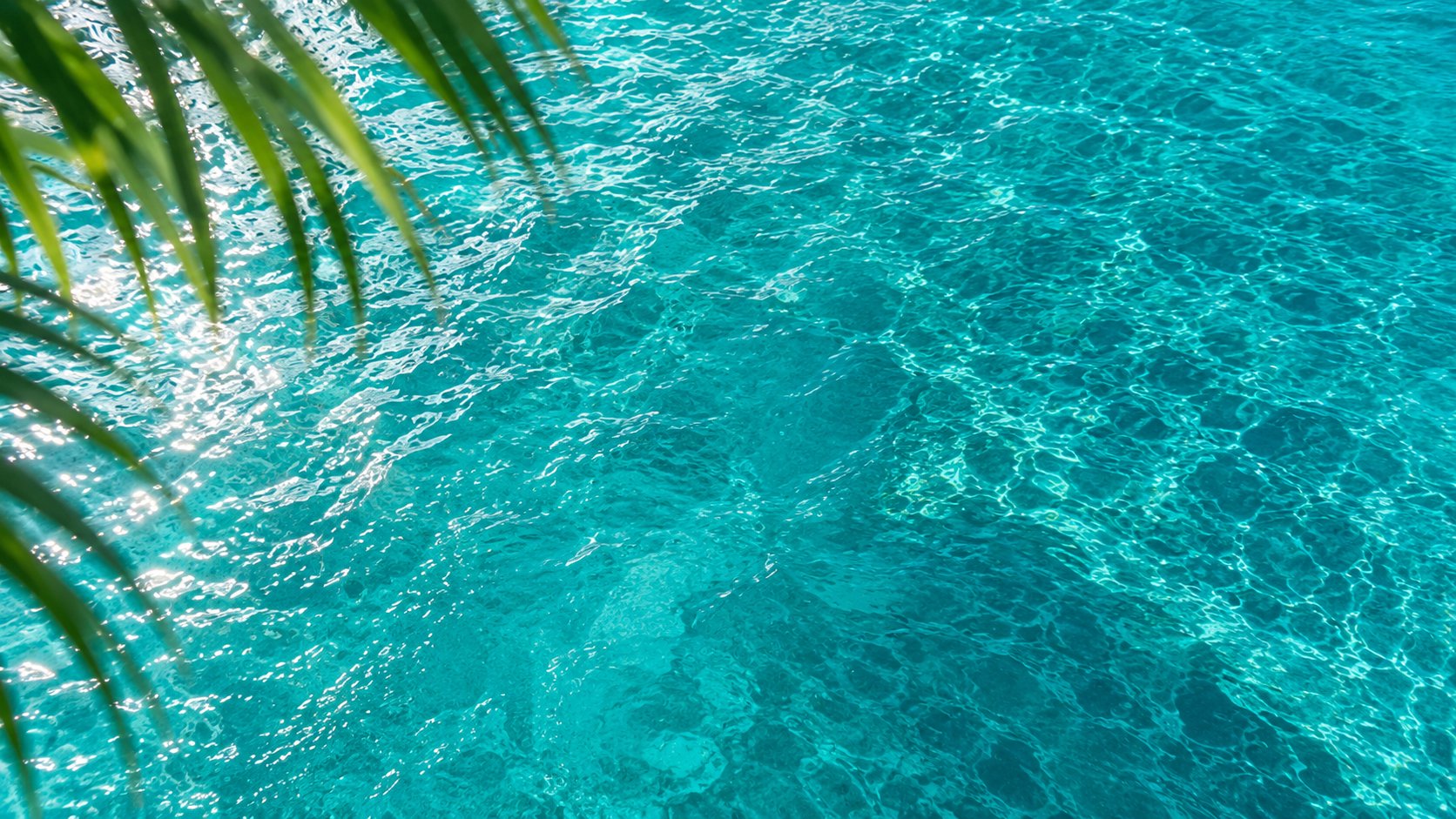 Turquoise ocean water with palm fronds hanging from above, showing clear shallow tropical waters