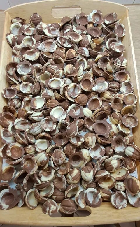 Wooden crate filled with numerous empty clam shells showing brown and white interiors