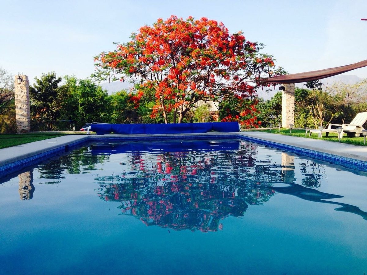 Alberca rectangular con agua azul cristalina rodeada de jardín tropical, palmeras, tumbonas y un árbol en flor, construida en Cuernavaca