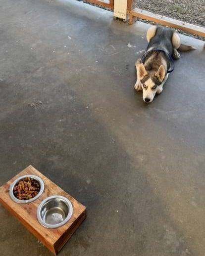 Dog training