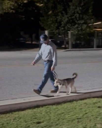 Leash training
