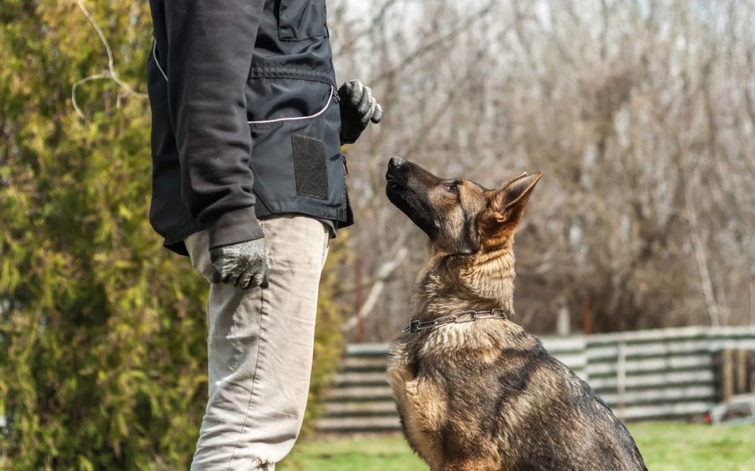 Jesus standing with a German Shepherd