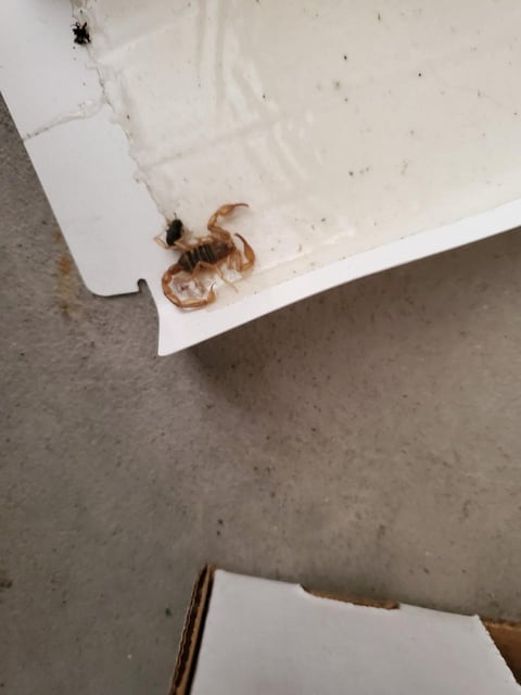 Two brown scorpions on white boxes against a concrete floor