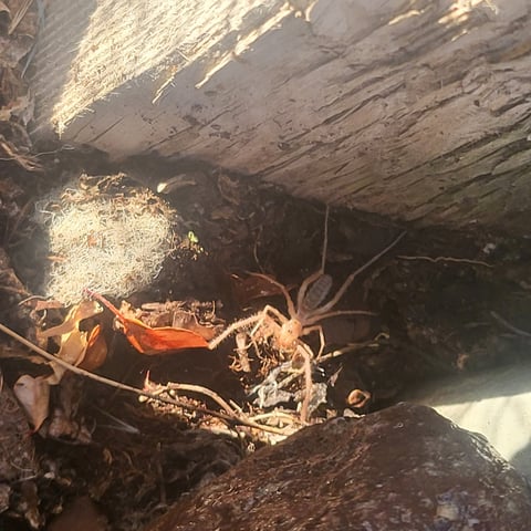 Crab with reddish-brown coloring resting on rocky substrate beneath weathered driftwood and logs