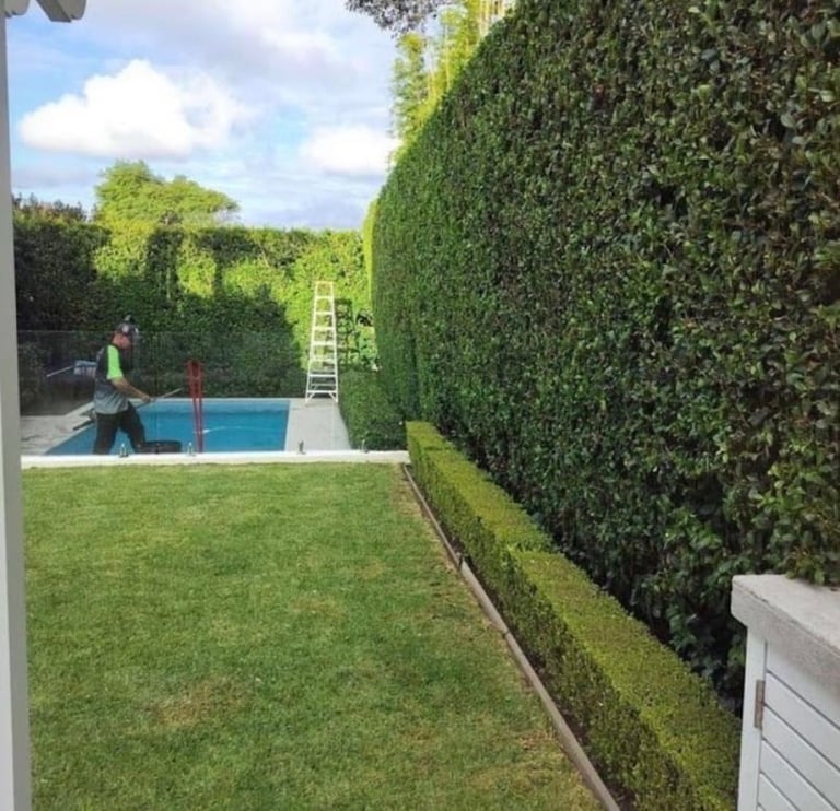 Backyard with green lawn, tall hedge walls, swimming pool, and ladder in the distance