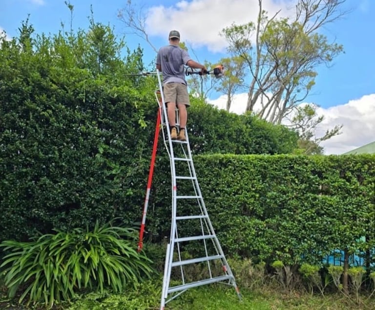 Man standing on tall ladder trimming overgrown green hedge with power tool in sunny backyard setting
