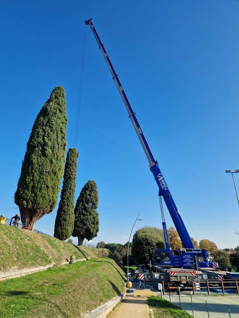 Blue mobile crane with extended boom next to tall cypress trees on a grassy hillside under clear sky