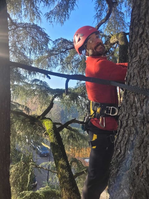 Rock climber in red helmet and harness ascending tree with safety rope in forested area with valley view