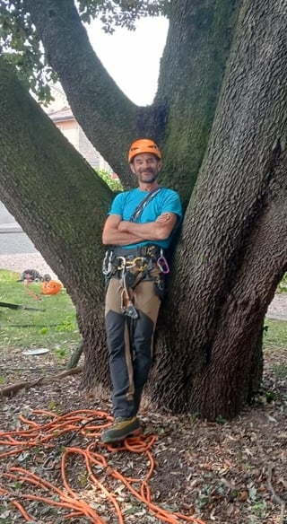 Arborist in blue shirt and orange hard hat standing between two large tree trunks with climbing gear and ropes