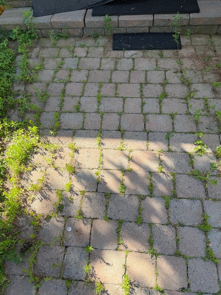 Overhead view of a paved sidewalk with moss and weeds growing between gray concrete pavers and brick