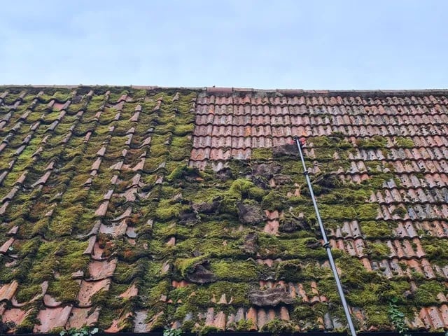 Moss Treatment