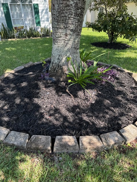 Tree mulch bed with black mulch and green plants bordered by concrete pavers in a residential yard