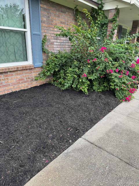 Brick house exterior with pink flowering shrubs, green vines, black mulch bed, and concrete walkway