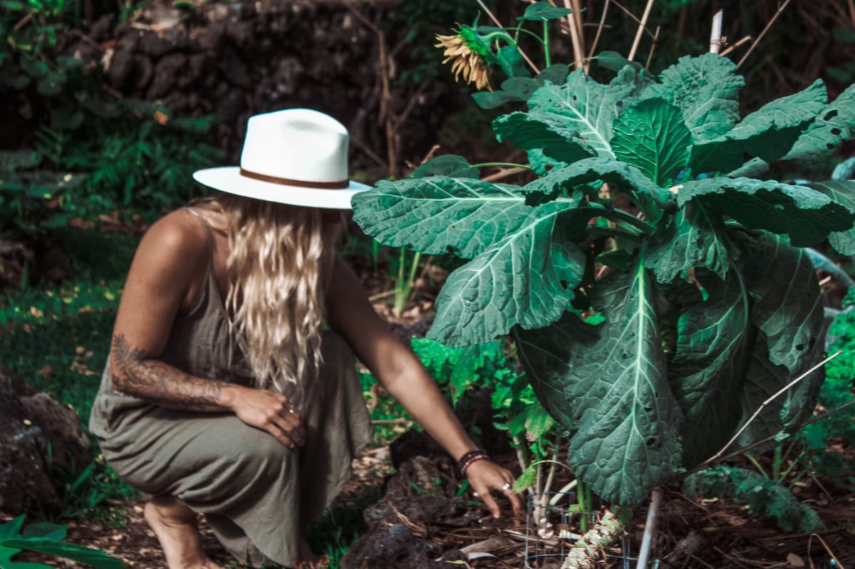 A person wearing a white hat crouching to examine large green leafy plants in a garden or farm setting.