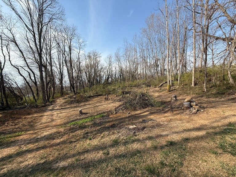 Sparse forest clearing with bare trees, fallen logs, and patches of grass under blue sky