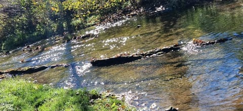 Fallen logs floating in a shallow stream surrounded by green grass and trees
