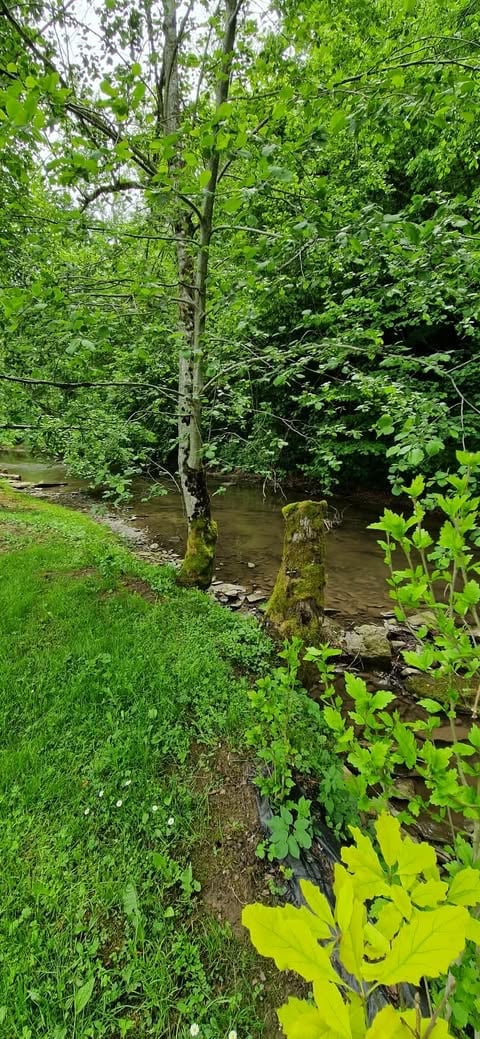 Lush forest stream with moss-covered tree trunks, dense green canopy, and vibrant undergrowth along the waters edge