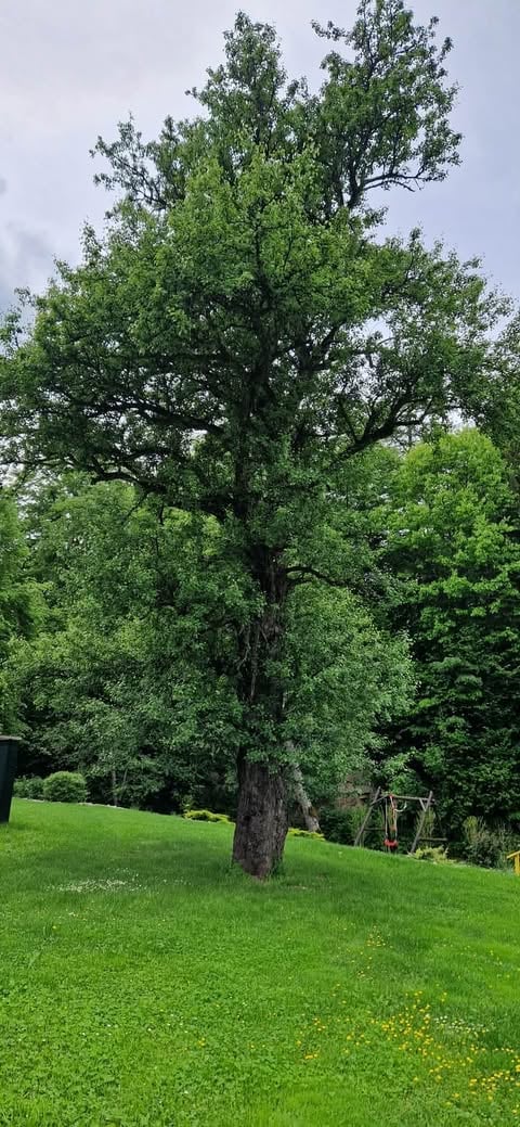 Large old oak tree with dark trunk and full green canopy standing in a green meadow with wildflowers and garden structure in background