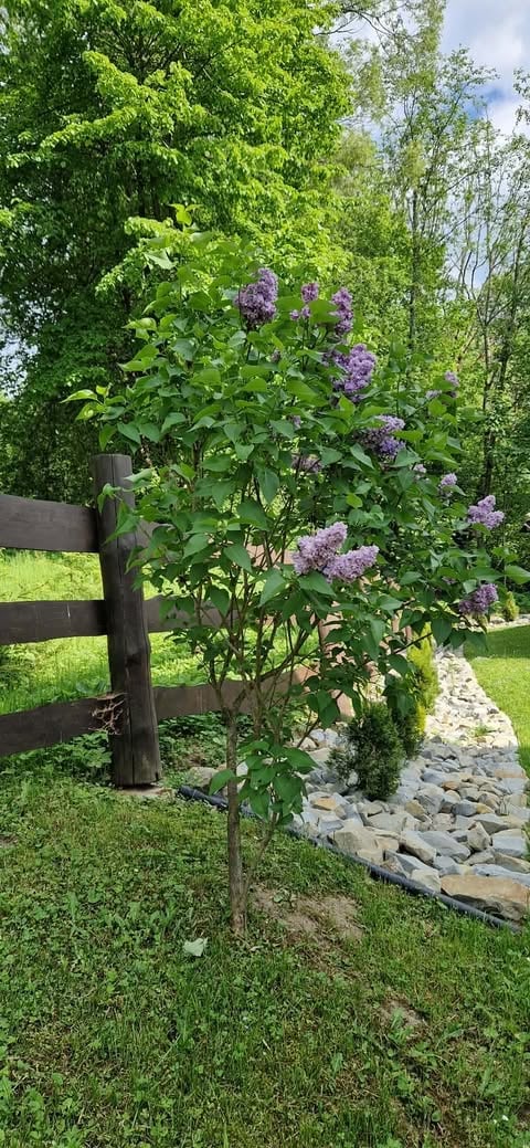 Lilac shrub with purple flowers growing next to wooden fence in garden with stone border and green lawn