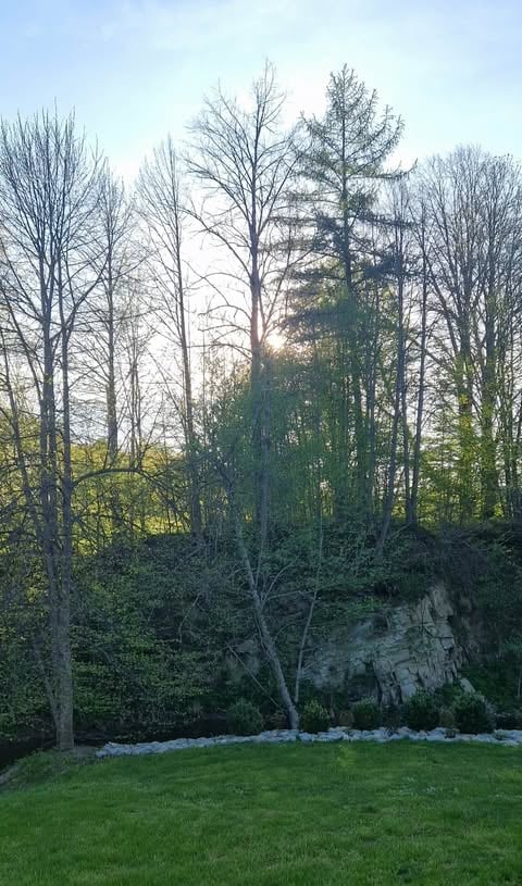 Forest landscape with tall bare and evergreen trees, rocky cliff face, and green lawn in foreground during spring