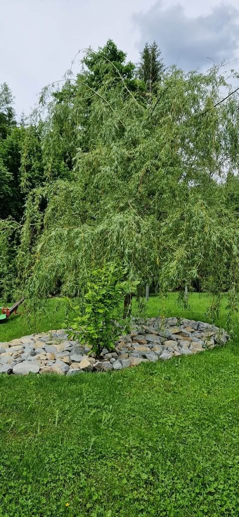 Weeping willow tree with drooping branches in a garden, surrounded by a circular stone ring and green lawn