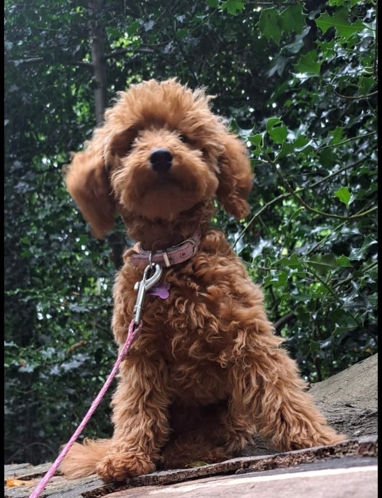 Brown poodle mix sitting outdoors on a log wearing a purple collar and leash, with green foliage in the background
