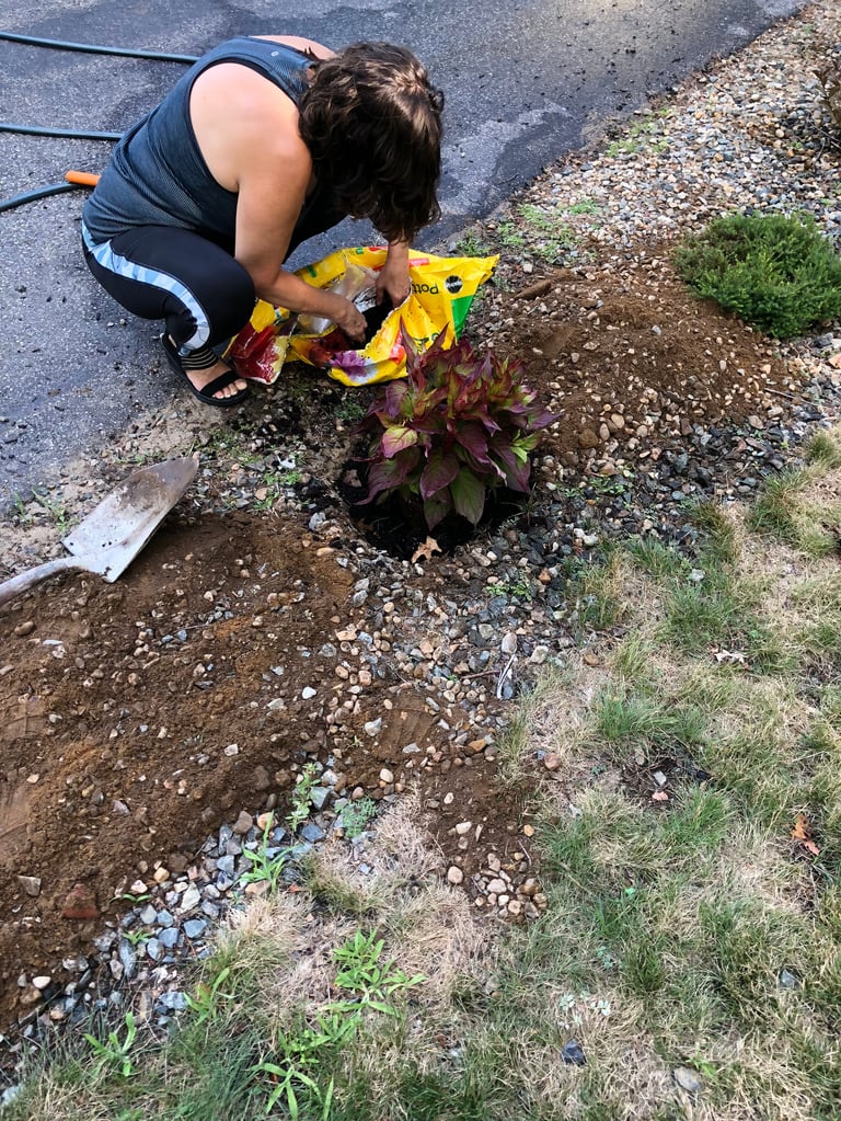 Person in dark sleeveless shirt planting a yellow-flowered plant in soil beside gravel and grass ground