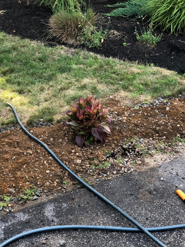 Red canna lily plant in mulched garden bed with blue garden hose and landscaping in background