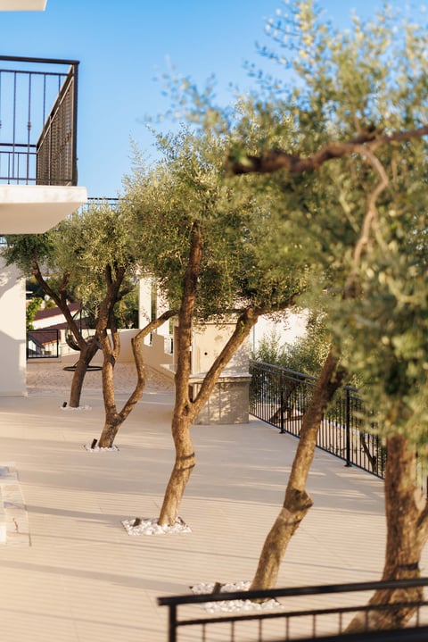 Courtyard with olive trees, modern white building with balcony, and metal railing on clear sunny day