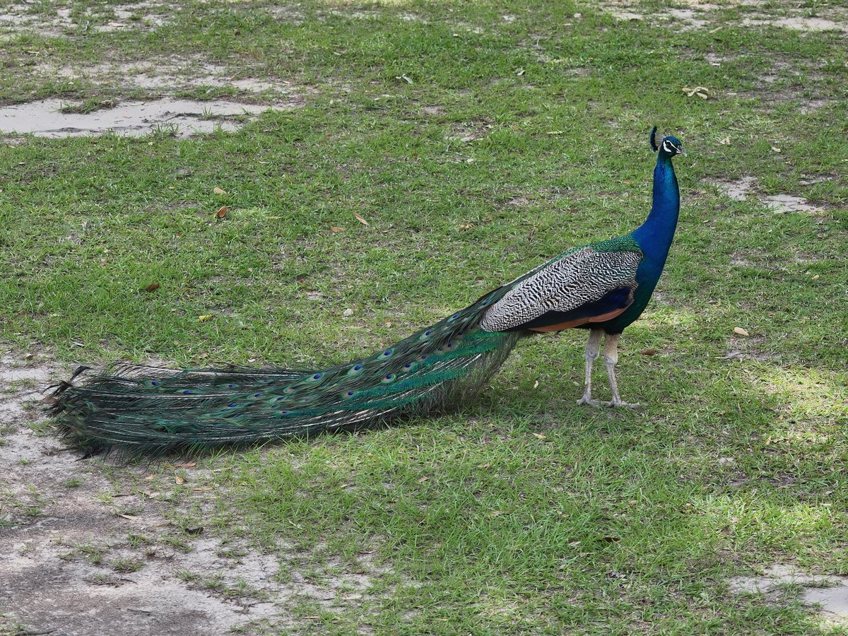 Peacock standing on grass with iridescent blue head and emerald tail feathers