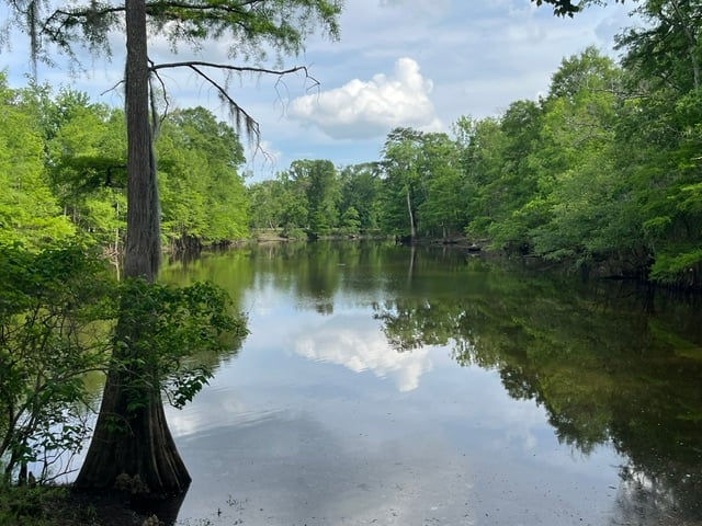 Calm swamp river surrounded by cypress trees and lush green vegetation reflecting in still water