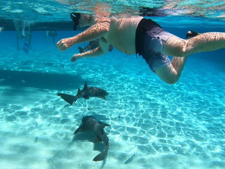Snorkeler in clear blue water with two southern stingrays swimming below in Roatán, Honduras