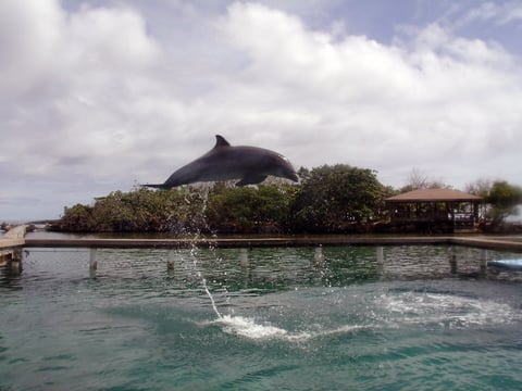 Bottlenose dolphin leaping out of turquoise Caribbean water near the Roatan Institute for Marine Sciences