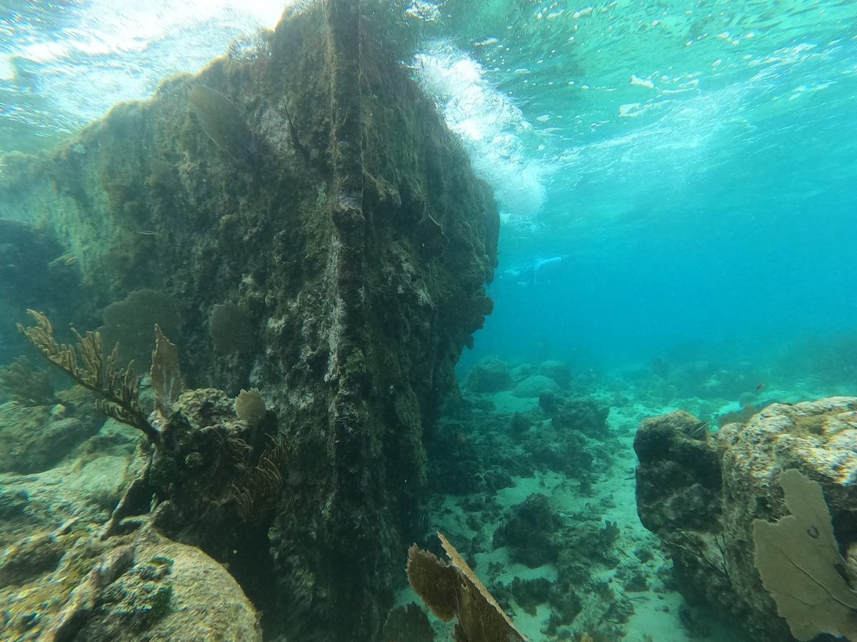 Underwater view of a large reef wall covered in coral and algae in clear turquoise water off Roatán