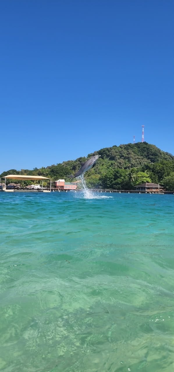 Bottlenose dolphin leaping out of turquoise Caribbean water at the Roatan Institute for Marine Sciences with the island's forested hills and radio towers behind