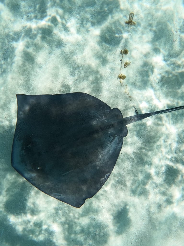 Aerial view of a stingray swimming in shallow turquoise water above a sandy seafloor in Roatán
